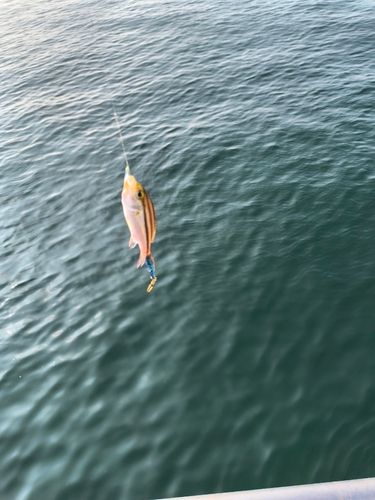 釣果