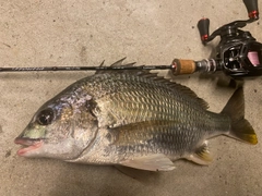 キビレの釣果
