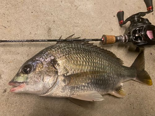 キビレの釣果