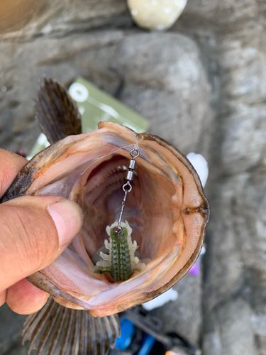 ベッコウゾイの釣果