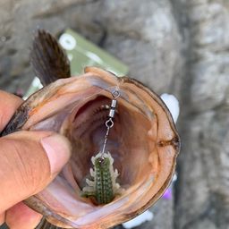 ベッコウゾイ