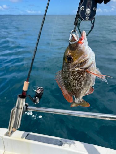 クチナジの釣果