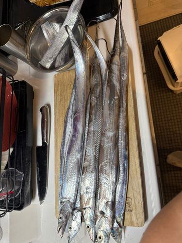 タチウオの釣果