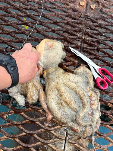 マダコの釣果