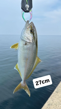 ネリゴの釣果