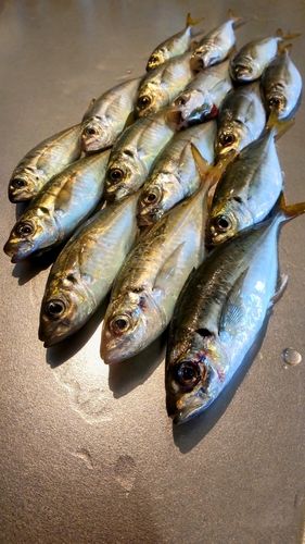 アジの釣果