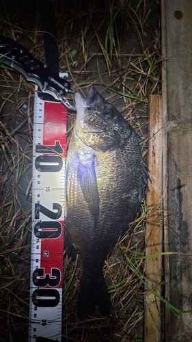 クロダイの釣果