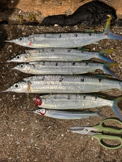 ホシザヨリの釣果