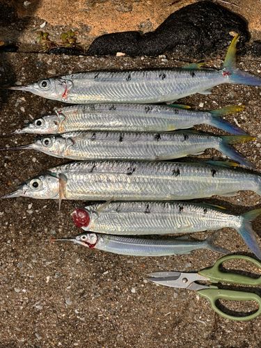 ホシザヨリの釣果