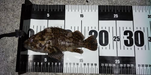 オウゴンムラソイの釣果