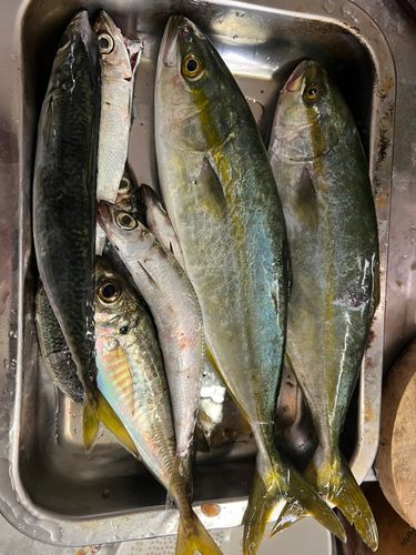 ワカシの釣果