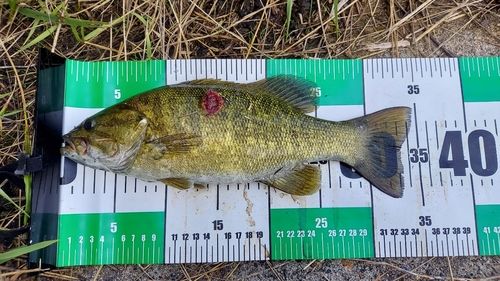 スモールマウスバスの釣果