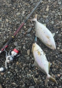 ショゴの釣果