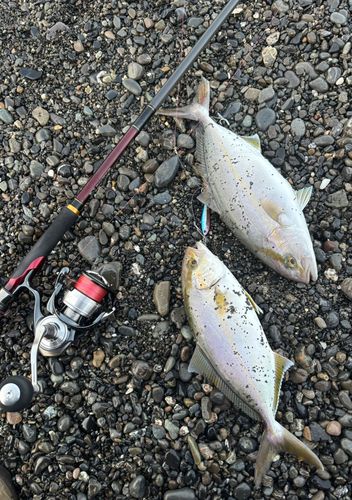 ショゴの釣果