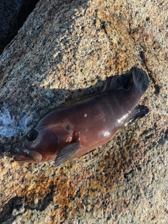 ヤミハタの釣果