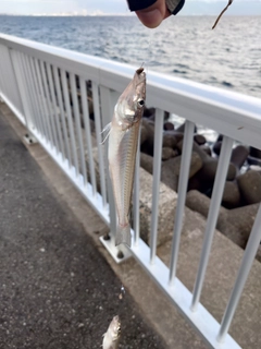 シロギスの釣果