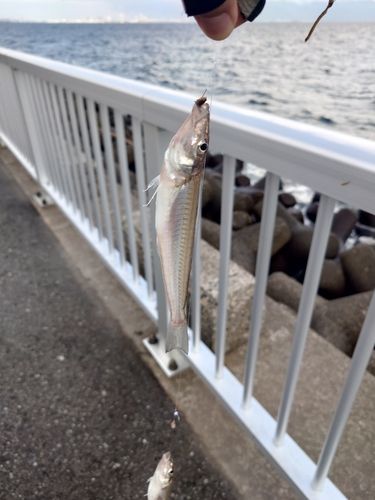 シロギスの釣果