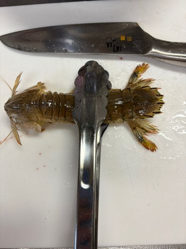 ハゼの釣果