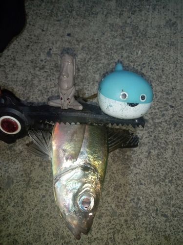 マアジの釣果