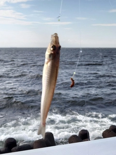 シロギスの釣果