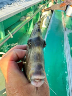 カワハギの釣果