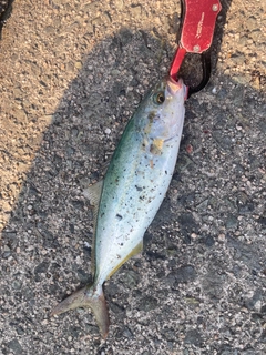 ツバスの釣果