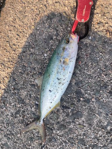 ツバスの釣果