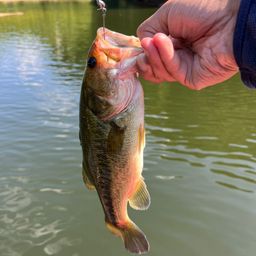 ラージマウスバス