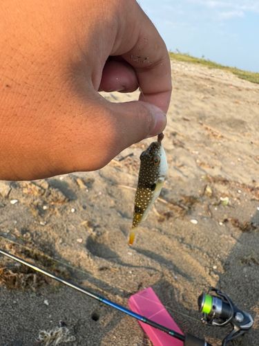 キスの釣果
