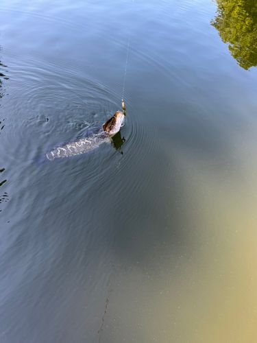 ライギョの釣果
