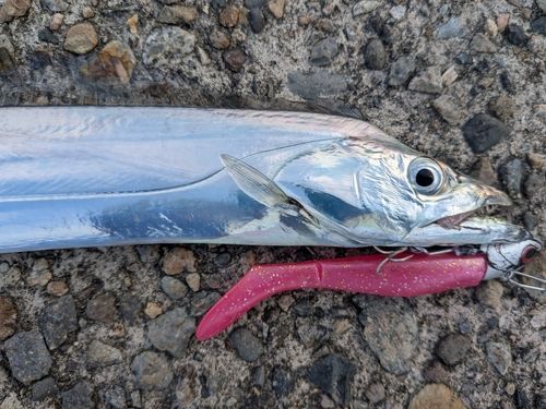 タチウオの釣果
