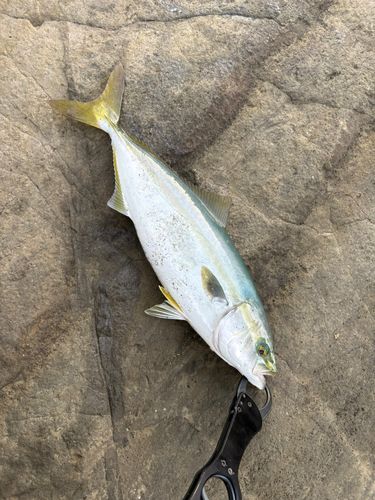 イナダの釣果