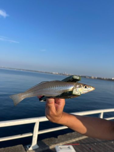 シロギスの釣果