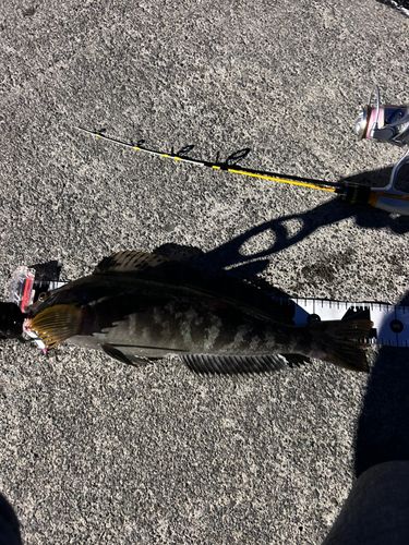 アイナメの釣果