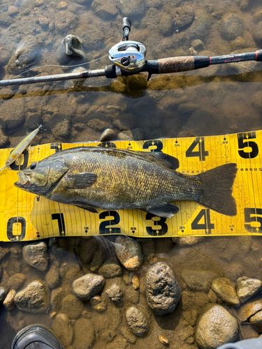スモールマウスバスの釣果