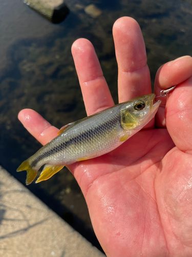 カワムツの釣果