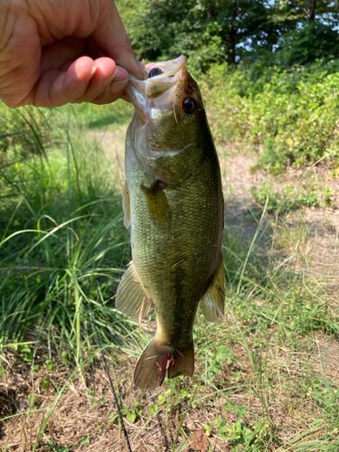 ラージマウスバスの釣果