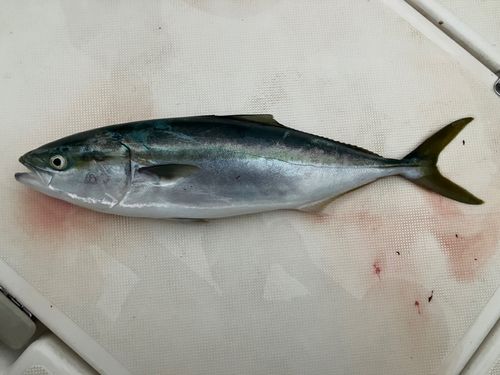 イナダの釣果