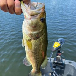 ラージマウスバス