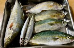 ショゴの釣果