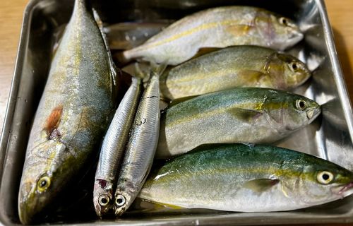 ショゴの釣果