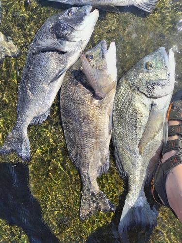 チヌの釣果