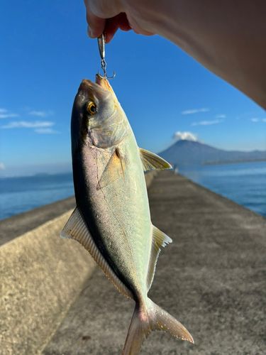 ネリゴの釣果