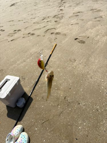 ハゼの釣果