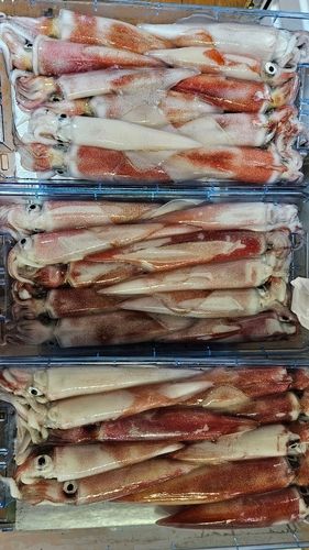 ヤリイカの釣果