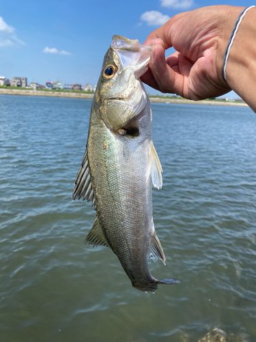 ハネ（マルスズキ）の釣果