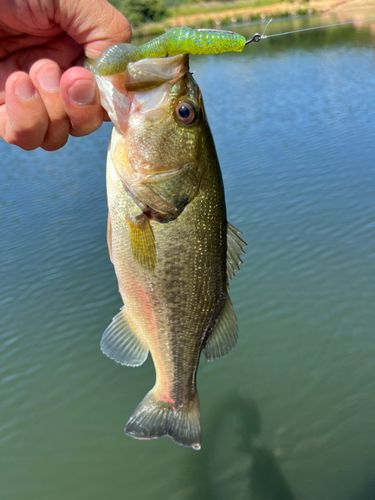 ラージマウスバスの釣果