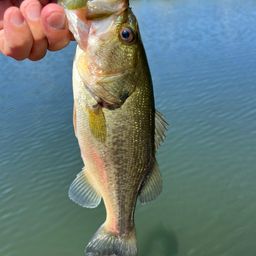 ラージマウスバス