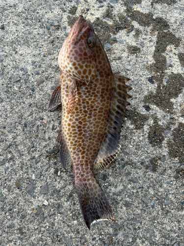 オオモンハタの釣果