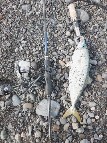 ワカシの釣果